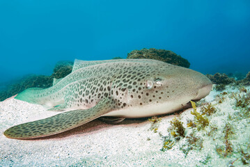 Wall Mural - In Australia the Leopard shark is found in coastal waters from the western coast of Western Australia, around the tropical north and south to the central coast of New South Wales.