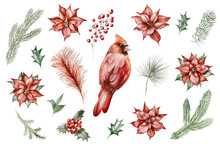 Watercolor Christmas Illustration Set: Red Cardinal, Poinsettia, Feather, Berries, Holly, Fir, Spruce, Pine Tree, Leaves, Winter Forest, New Year