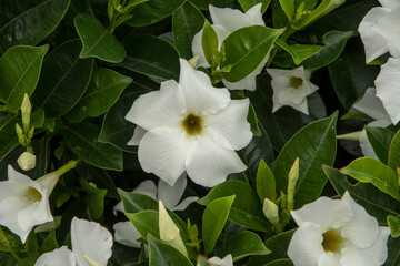 Wall Mural - Mandevilla sanderi 'Bella White Impr.'