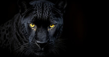 Front View Of Panther On Black Background. Wild Animals Banner With Copy Space. Predator Series. Digital Art	