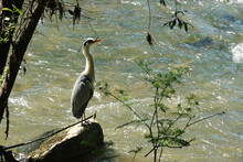 A Grey Heron Bird At The Neckar River, Germany