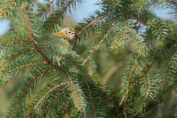 Wall Mural - Among the fir branches, the Goldcrest female (Regulus regulus)