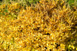 Clethra alnifolia - summersweet