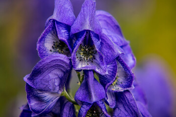 Wall Mural - Aconitum carmichaelii var. wilsonii or monkshood