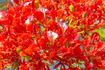 Wall Mural - Fleurs de flamboyant 