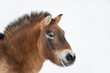 Przewalski's Horse in the winter with snow. Isolated head of wild horse. Space for text
