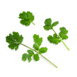 Flat lay of fresh coriander leaves isolated on white background. BIO vegetables.