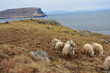 sheeps in Scotland, owce szkockie