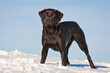 black labrador retriever standing in snow in winter