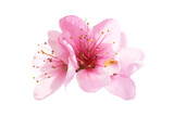Fototapeta Na ścianę - Almond pink spring flowers in PNG isolated on transparent background