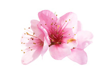 Almond Pink Spring Flowers In PNG Isolated On Transparent Background