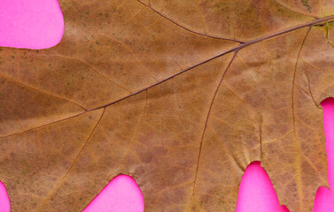 Dry autumn leaves close-up on a paper background.