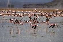 Greater Flamingos Flying Over Lake