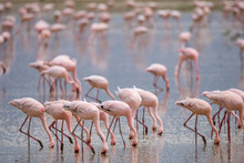 Greater Flamingos In Calm Lake