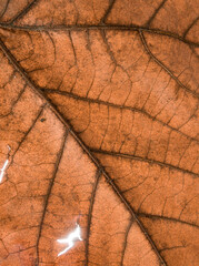 Wall Mural - Texture of a dry leaf, backlit