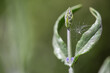 Bud, stem and leaves of a sage plant (salvia) in an early stage with seeds of dandelion