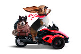 Fototapeta Konie - Basset hound and puppy traveling on a tricycle