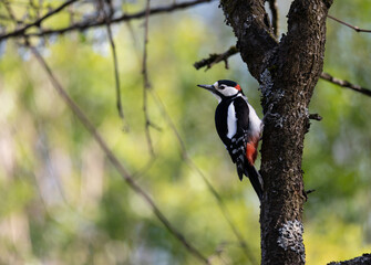 Wall Mural - Great spotted woodpecker on tree. Blurred natural background