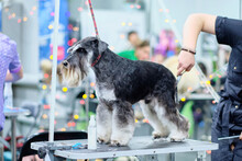 A Young Miniature Schnauzer On A Grooming Table In A Beauty Salon During A Haircut