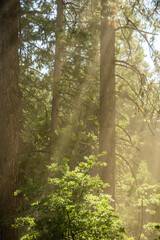 Wall Mural - Dusty Light Shafts Hang In The Air In Hetch Hetchy