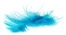 Feather In Turquoise Color In Transparency, Png