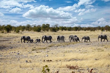 Wall Mural - African elephants in Etosha national park. Namibia, Africa.