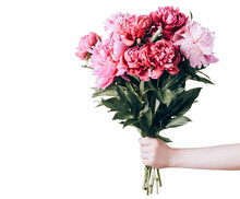 Female Hand Holds Beautiful Bouquet Of Peonies On Transparent Background. Flower Delivery And Holiday Greetings Concept