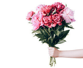 female hand holds beautiful bouquet of peonies on transparent background. flower delivery and holida