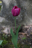Fototapeta Tulipany - Purple tulip blooming in the spring with blurred background and nice bokeh