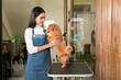 © tonefotografia - Portrait of Female professional groomer at pet spa grooming salon