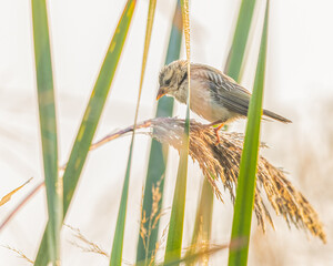Wall Mural - A Juvenile of Zitting Cisticola