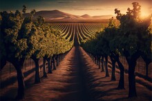  A Vineyard With Rows Of Trees And Mountains In The Background At Sunset Or Dawn With A Sun Setting On The Horizon.