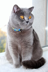 A gray thoroughbred cat sits on the window and has a collar in the colors of the flag of Ukraine around his neck. Scottish straight house pet. Vertical banner.