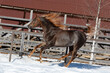 Beautiful arabian chestnut horse running on winter background, portrait in motion