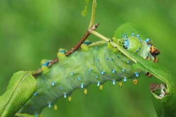 Canvas Print - cecropia moth caterpillar (Hyalophora cecropia) on chokecherry