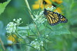 Monarch butterfly (Danaus plexippus) on whorled milkweed (Asclepias verticillata)