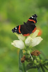 Canvas Print - red admiral butterfly Vanessa atalanta on white turtlehead chelone glabra