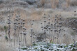 Syrisches Brandkraut lateinisch Phlomis Russeliana im Winter im Berne Park an der Emscher in Bottrop