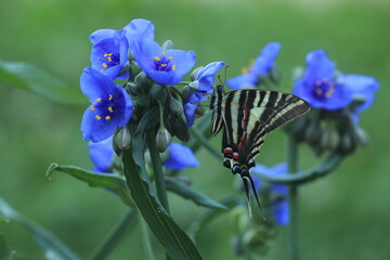 Canvas Print - zebra swallowtail butterfly (eurytides marcellus) on ohio spiderwort (Tradescantia ohiensis)