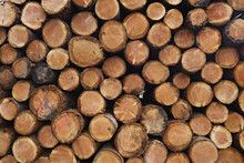 Pile Of Logs, Scotland