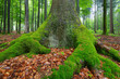 © Designpics - Close-up of tree trunk and roots, spruce tree, Spessart, Bavaria, Germany, Europe
