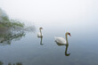 © Designpics - Mute Swans (Cygnus olor) on Misty Lake in Early Morning, Hesse, Germany