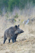 © Designpics - Wild Boar (Sus scrofa) Tusker, Spessart, Bavaria, Germany