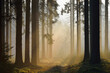 © Designpics - Spruce Forest in Early Morning Mist at Sunrise, Odenwald, Hesse, Germany