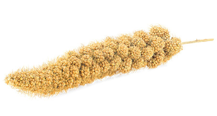 Wall Mural - Yellow twig of millet isolated on a white background. Sinegal millet.