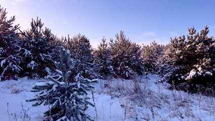 Wall Mural - Snow covered pine trees in winter forest. Polish winter.