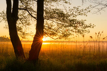 Trees At Sunrise On Misty Morning In Spring, Hesse, Germany