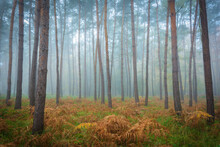 Tree Trunks In A Pine Forest On A Misty Morning In Autumn In Hesse, Germany