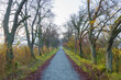 © Designpics - Bare, deciduous tree-lined lane in autumn in Hesse, Germany