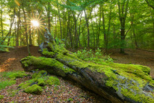 Old, Fallen Tree Trunk Covered In Moss In Forest With Sun Shining Through Trees In Hesse, Germany